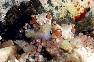 Banda Sea 2018 - DSC05961_rc - Mosaic boxer crab - Crabe boxer a mosaique - Lybia tessela